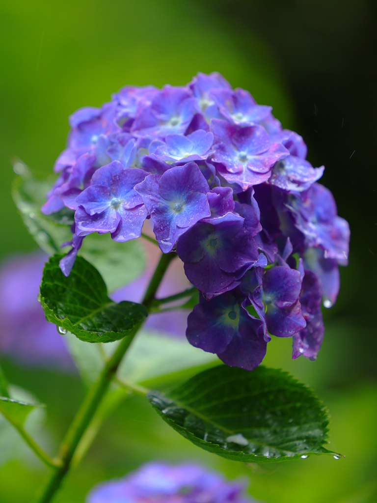 雨と紫陽花