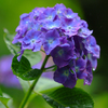 雨と紫陽花