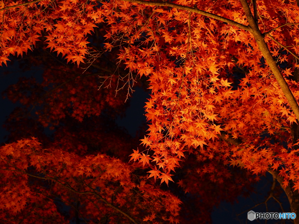 紅葉