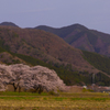 郷山の春