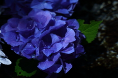 水紫