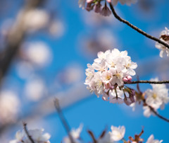 桜ぜんぜん咲いてなかった時のやーつ