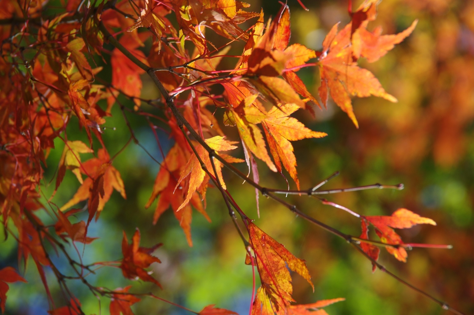 シンプルに紅葉