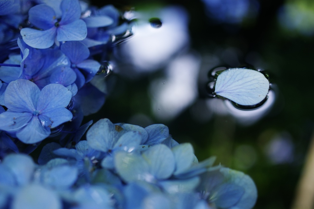 紫陽花見ーつけた！