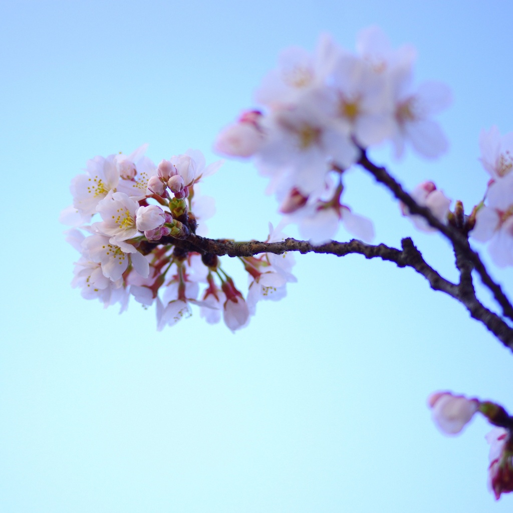 桜と朝の空と。