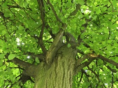 新緑の樹木