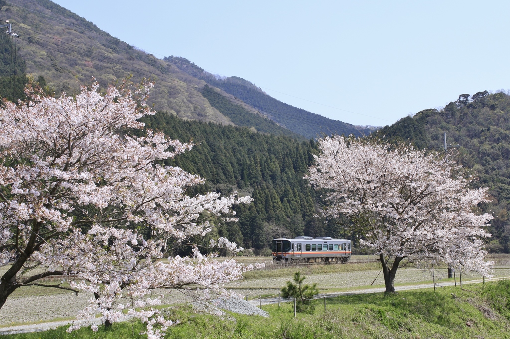 桜咲き誇るローカル線