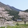 桜咲き誇るローカル線