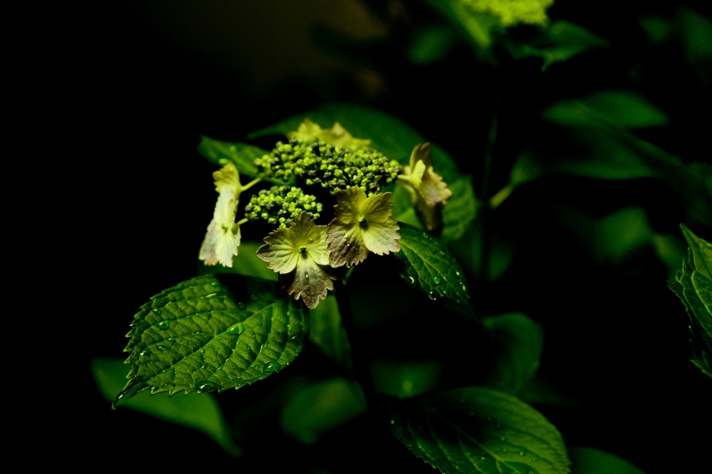 紫陽花観察日記