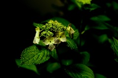 紫陽花観察日記