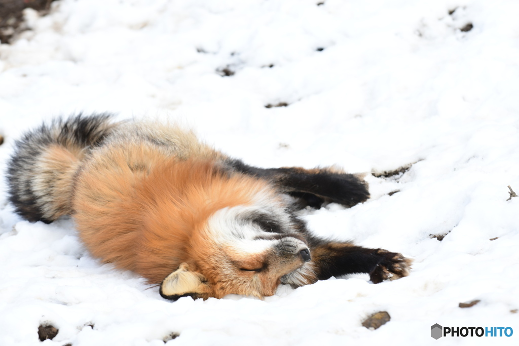 雪が大好き～