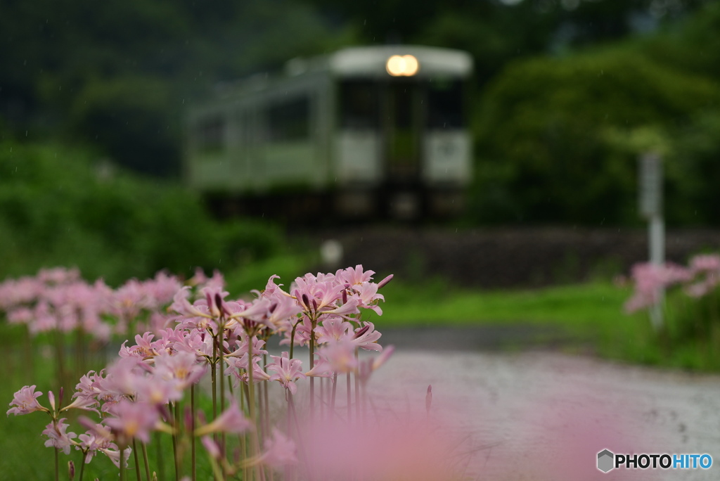 夏水仙と