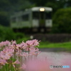 夏水仙と