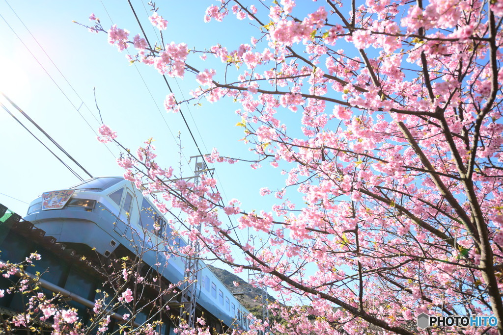 2016河津桜