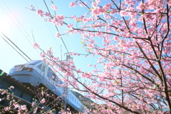 2016河津桜
