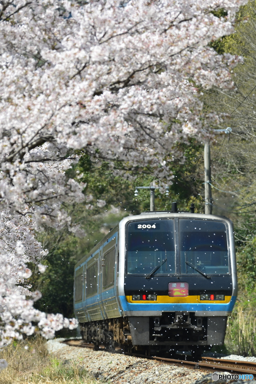 桜吹雪2018