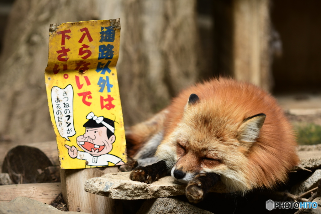 入ってもいいのだ？