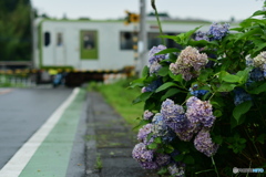 紫陽花と