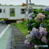 紫陽花と