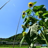 向日葵と