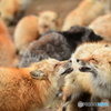 ２匹はなかよし