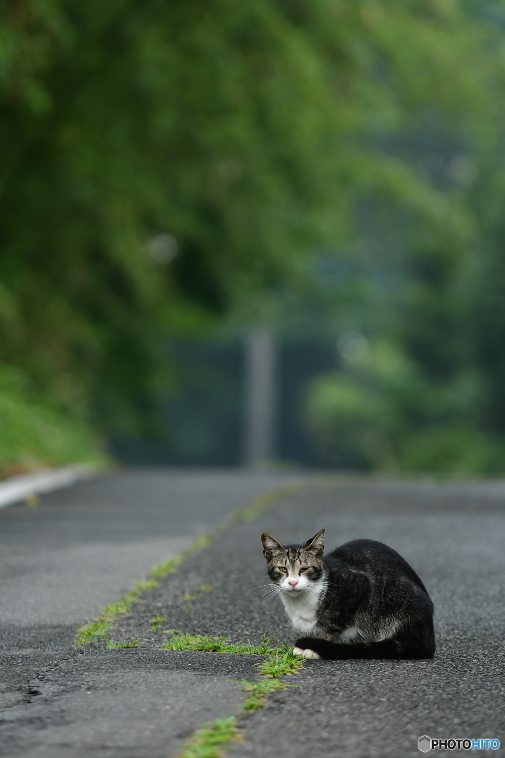どこの子？