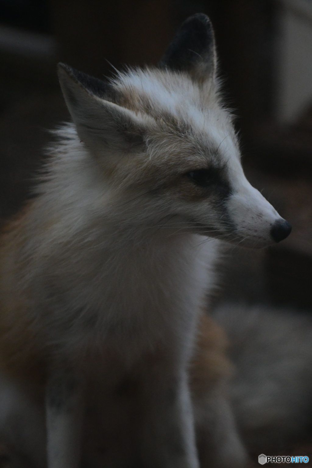 ザ・キツネ顔