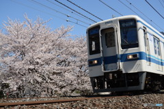 東上線の桜