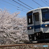 東上線の桜