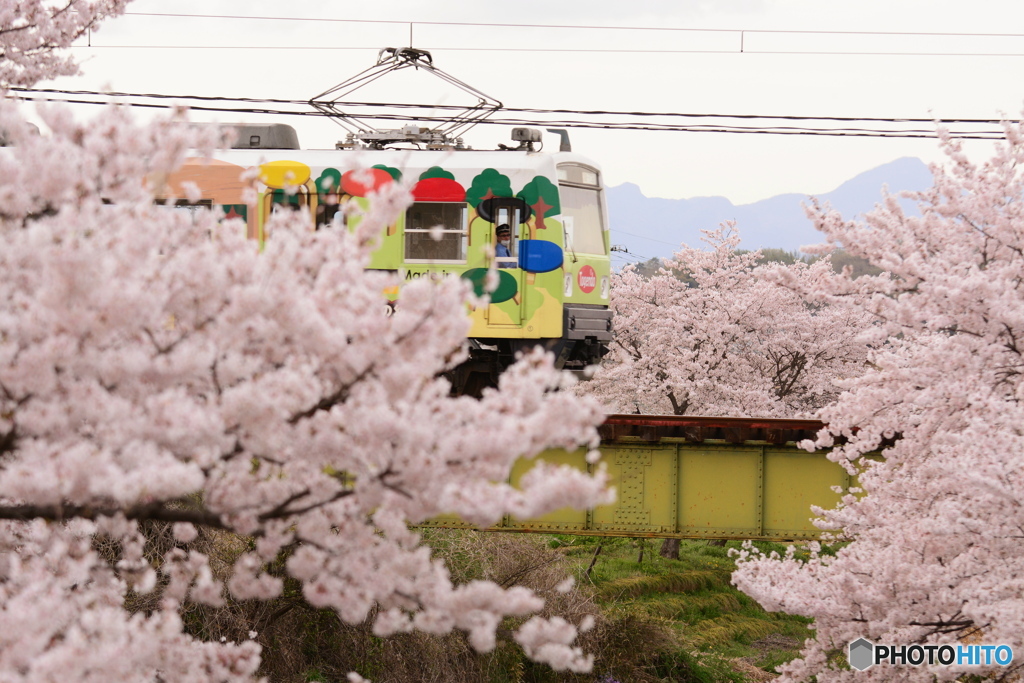 桜の海へ