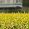 秋はもうすぐ