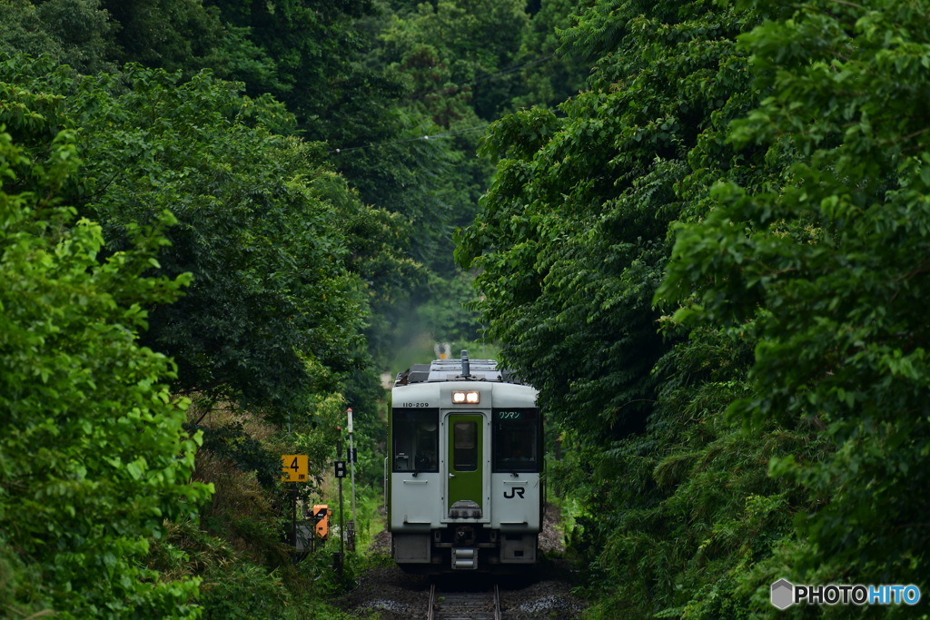 新緑隧道