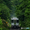 新緑隧道