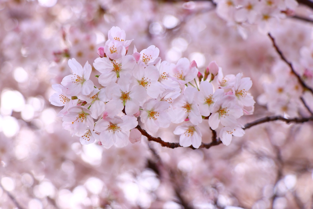 花見