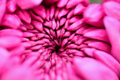 無数の花びら　菊