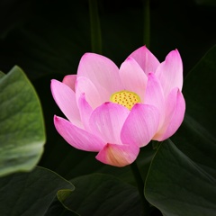 蓮花