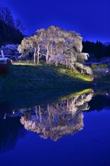 地蔵桜