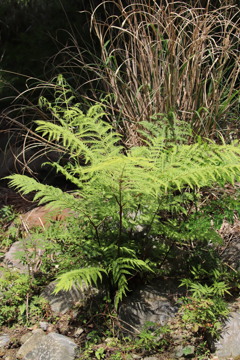 川の植物