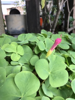 aaa