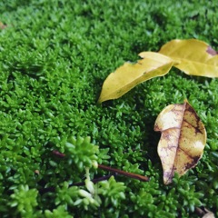緑の絨毯