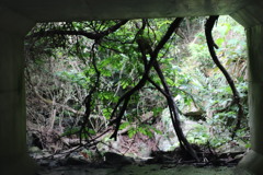 樹海
