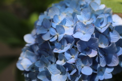 紫陽花