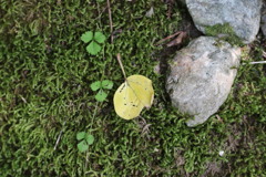 苔アート