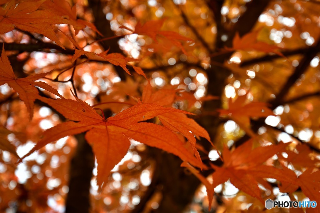 紅をまとう　№6　北の国から