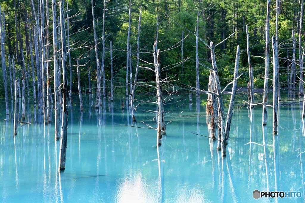美瑛町　青い池　№2　北の国から