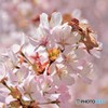 江別桜物語　№4　北の国から