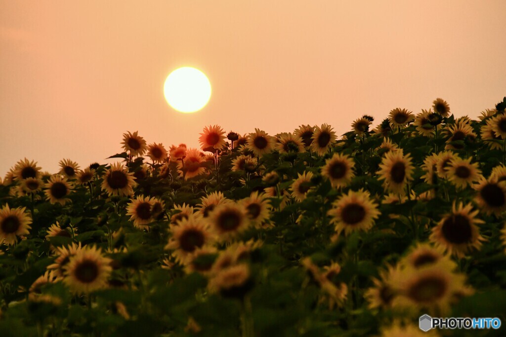 夕活　№2　北の国から