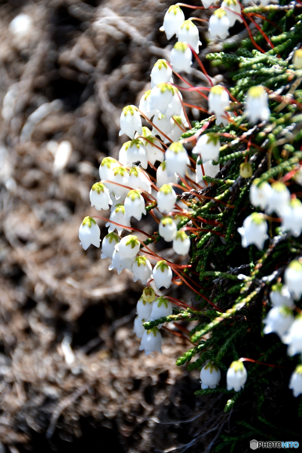 イワヒゲ　大雪山の花　№3　北の国から