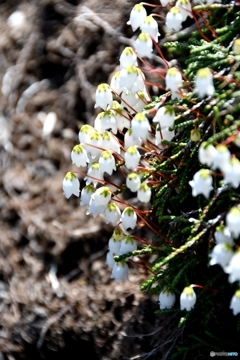 イワヒゲ　大雪山の花　№3　北の国から