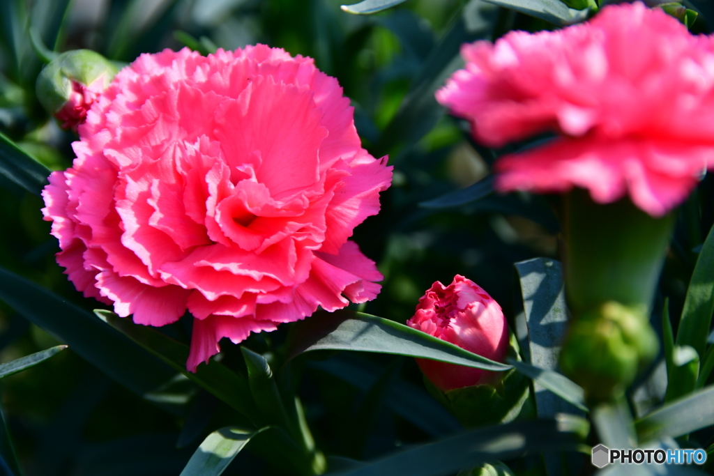カーネーション　北の国から